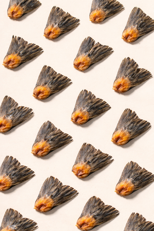 Salmon Fin
